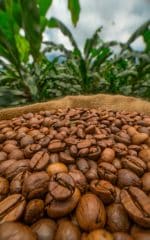 قهوه عربیکا برزیل