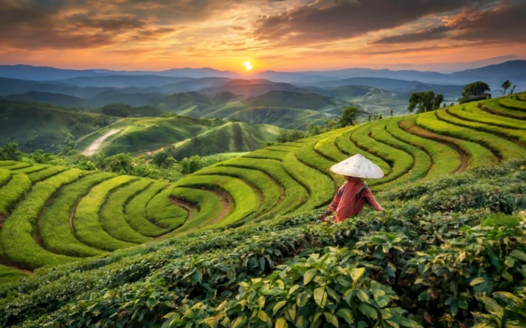 قهوه ویتنام روبوستا