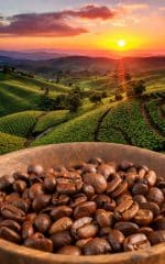 قهوه اتیوپی سیدامو - تصویر 6